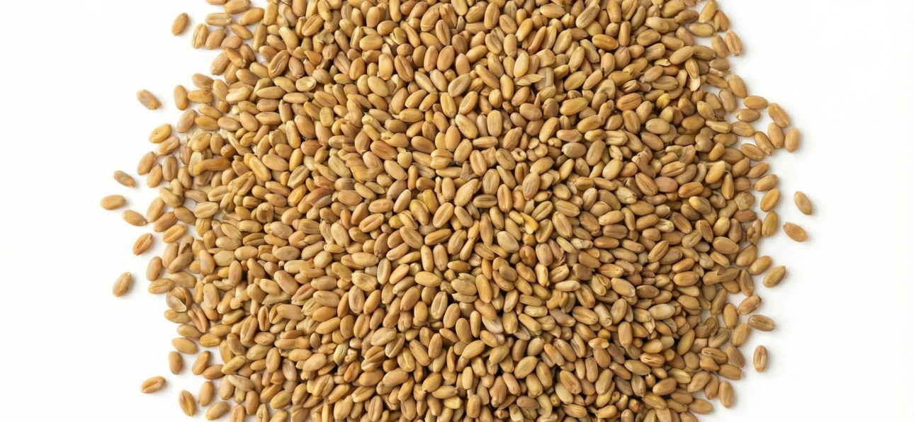 BIO Alfalfa Sprossensamen