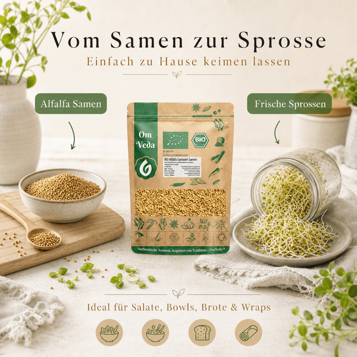 BIO Alfalfa Sprossensamen 7 Alfalfa Sprossensamen